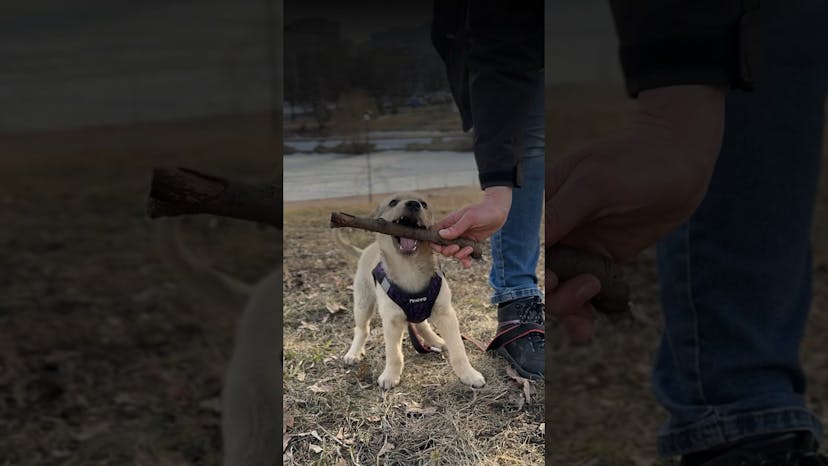 Видео «Маленький бездомный щенок Ивашка хочет стать домашним и любимым ❤️ #собакаизприюта #щенокизприюта»