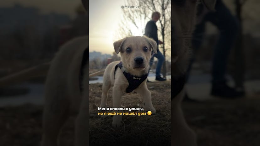Видео «Помогите найти дом для бездомного щенка Ивашки, спасенного с улицы. Он ждет вас ❤️»
