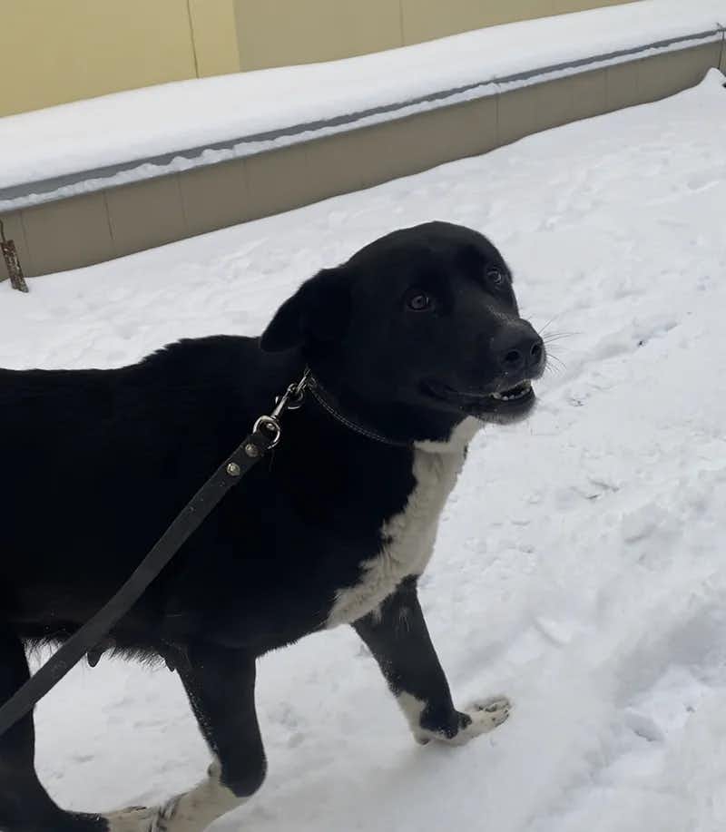 Собаки, которых закрыли в брошенных машинах на морозе в Южном Бутово попали к нам в приют